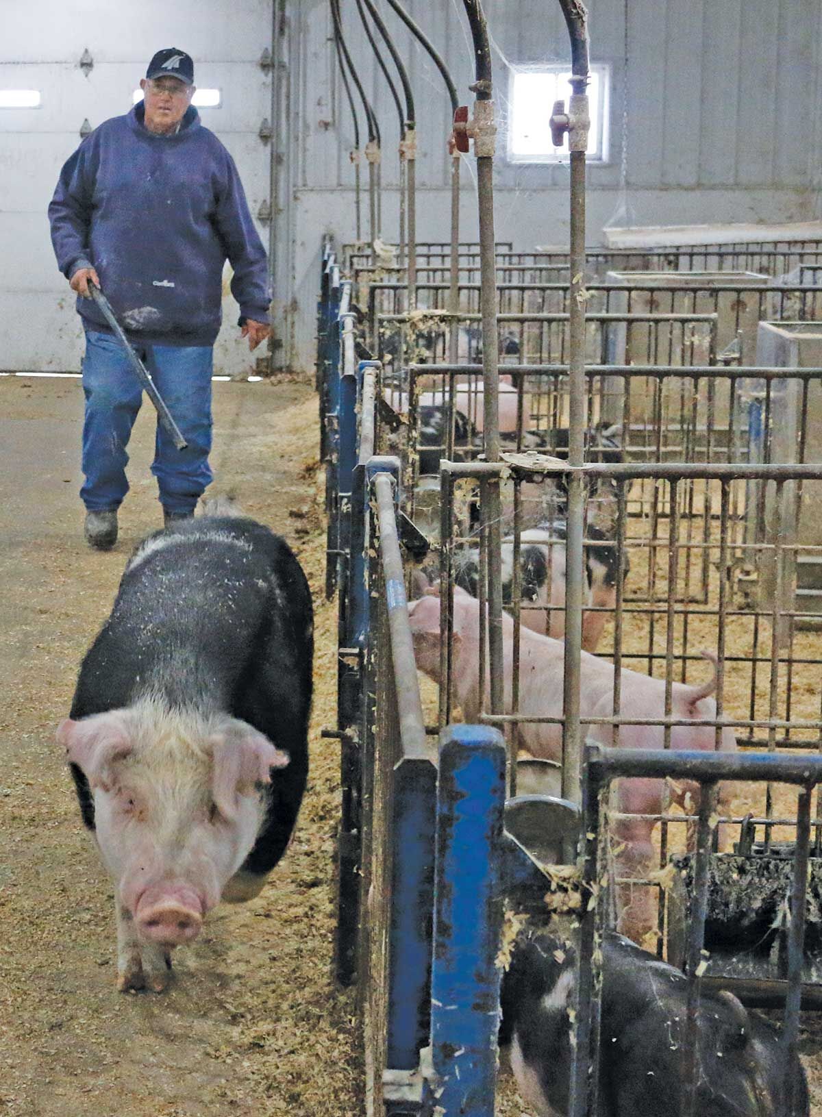 Kevin with pigs